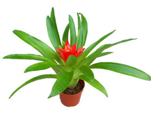 花卉紅星全方位指南 價(jià)格、選購(gòu)與養(yǎng)護(hù)攻略